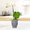Trendspot Trendspot Orchid 6.1 in. H X 5.5 in. W X 5.5 in. D X 6 in. D Ceramic Planter Gray CR01291N-06H - alternate 3